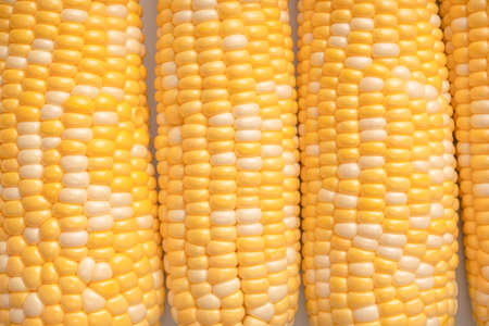 Yellow sweet corn isolated on white background. copyspace.