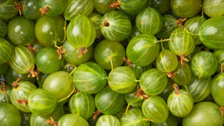 A group of fresh gooseberries isolated on a white background.の写真素材