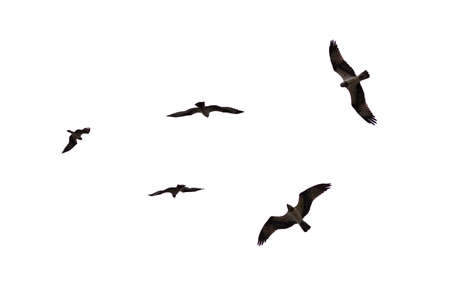A flying eagel isolated on a white background.