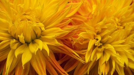 Bright orange autumn flowers as a background.