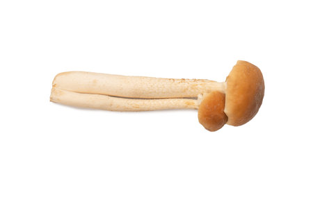 Raw honey mushroom isolated on a white background. top view.