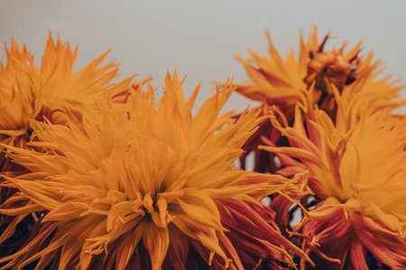 Bright orange autumn flowers as a background.の写真素材