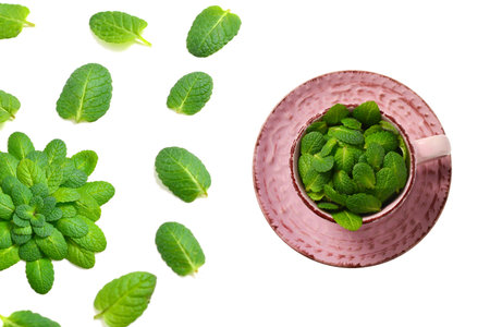 Mint leaves isolated on white background