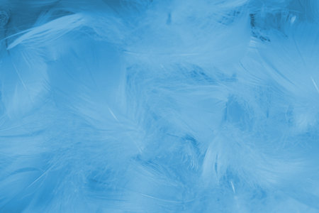 Colorful feather background, top view.の写真素材