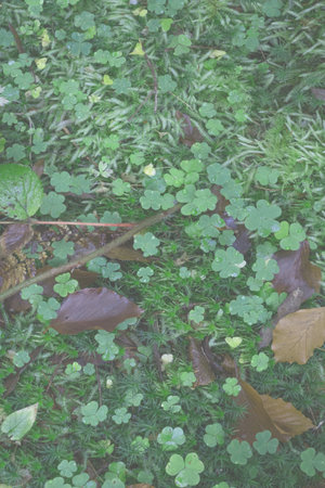 Green botanical forest background. forest pattern.の写真素材