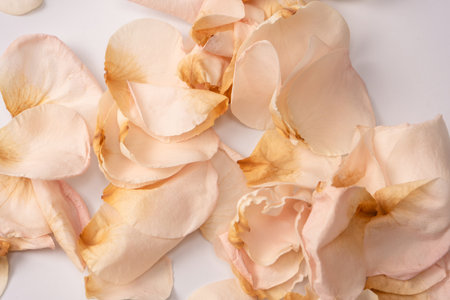 Dry pink rose isolated on a white background. dry flower.