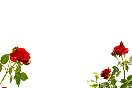 Red roses in a pot isolated on a white background. top view.の写真素材