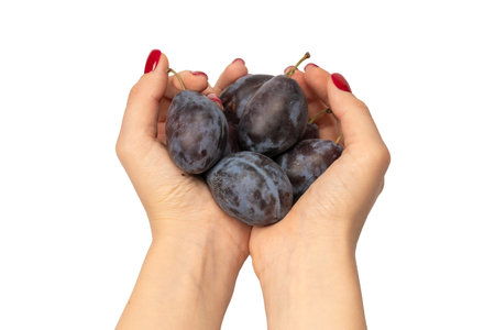 Tasty plums in woman hands with red nail polish isolated on a white background.の写真素材