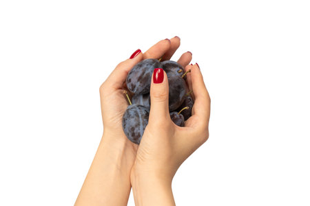 Tasty plums in woman hands with red nail polish isolated on a white background.の写真素材