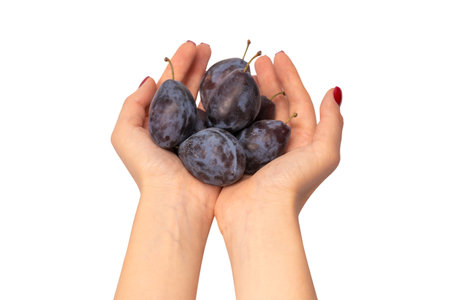 Tasty plums in woman hands with red nail polish isolated on a white background.の写真素材
