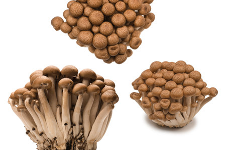 Raw beech mushrooms isolated on a white background.の写真素材