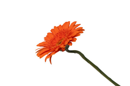 Red gerbera daisy flower isolated on a white background.の写真素材