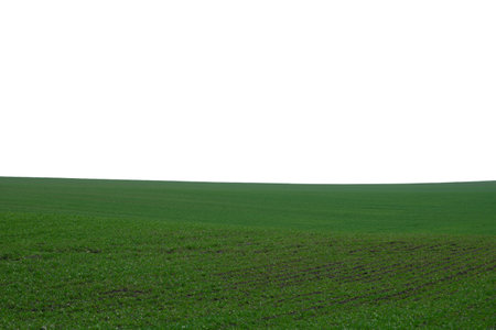 Green field as a background. Green grass in spring isolated on a white background.の写真素材