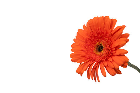 Red gerbera daisy flower isolated on a white background.の写真素材