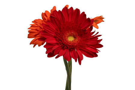 Red gerbera daisy flower isolated on a white background.の写真素材