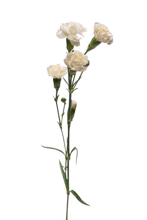 White beautiful carnation flower isolated on a white background.の写真素材