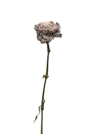Gray and beautiful carnation flower isolated on a white background.の写真素材
