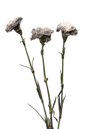 Gray and beautiful carnation flower isolated on a white background.の写真素材