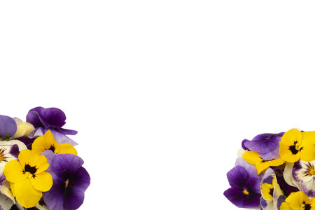Purple and yellow edible flowers isolated on a white background.の写真素材