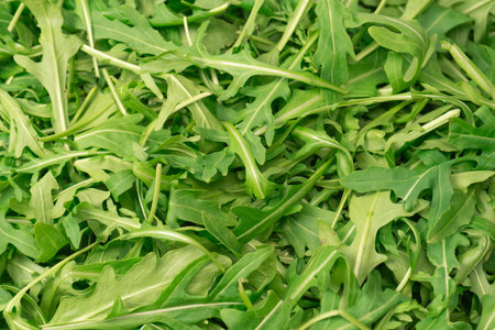 Fresh leaves of arugula as a background. Top view. Healthy food.の写真素材