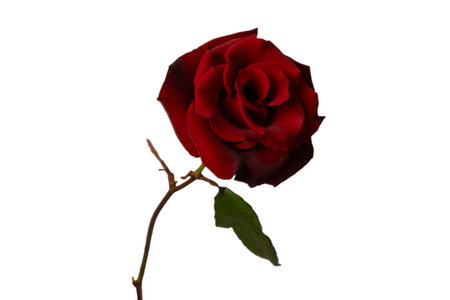 Beautiful red rose isolated on a white background.の写真素材