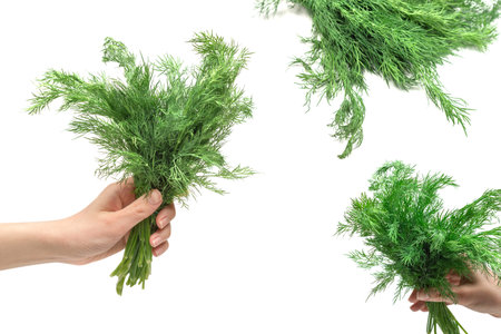 A bunch of dill in woman hand isolated on a white background.の写真素材