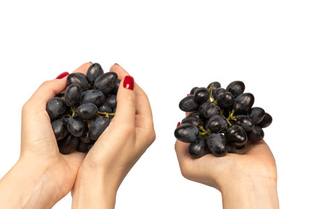 A sprig of red grapes in woman hands with red nail polish isolated on a white background.の写真素材