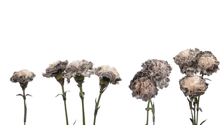 Gray and beautiful carnation flower isolated on a white background.の写真素材
