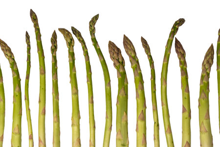 Asparagus isolated on a white background.の写真素材