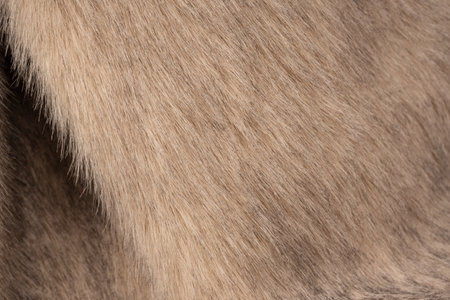 Texture of faux fur as a background, top view.の写真素材