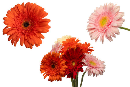 Red gerbera daisy flower on a white background.の写真素材