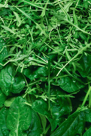 Fresh leaves of arugula and spinach as background.の写真素材