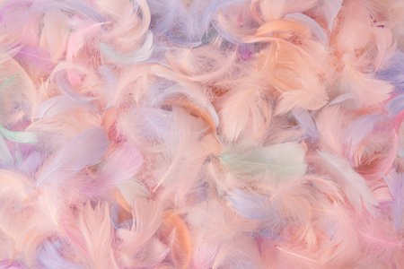 Colorful feather background, top view. Copy space.の写真素材
