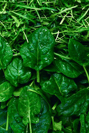 Fresh leaves of arugula and spinach as background.の写真素材