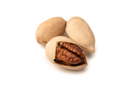 Pecan-nut in a shell isolated on white background. Top view.の写真素材