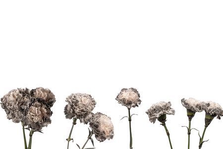 Gray and beautiful carnation flower isolated on a white background.の写真素材