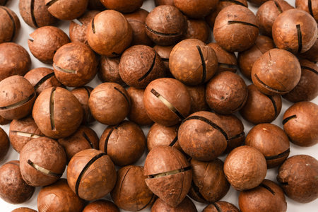 Macadamia nuts in a shell isolated on a white background. Top view.の写真素材