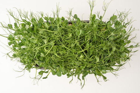 Fresh pea microgreen sprouts isolated on a white background. Healthy food.の写真素材