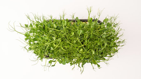 Fresh pea microgreen sprouts isolated on a white background. Healthy food.