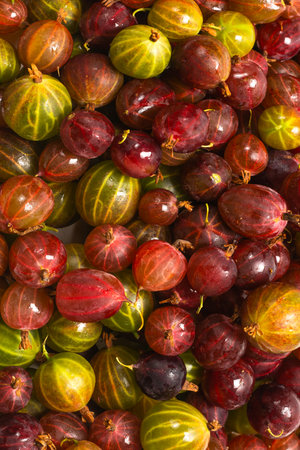 Gooseberry as a background. Top view.の写真素材