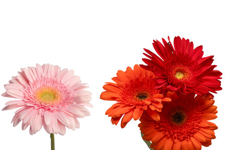 Bright pink gerbera daisy flower isolated on a white background.の写真素材