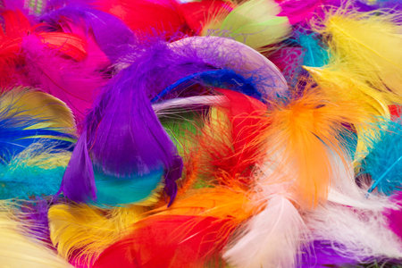 Colorful feather background. Top view.