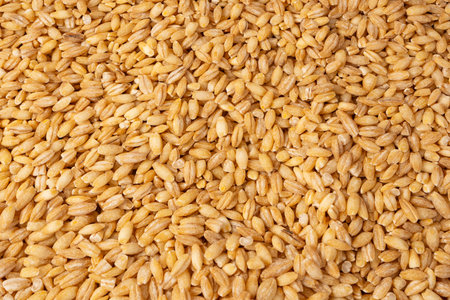 Wheat grain as a background. Top view.
