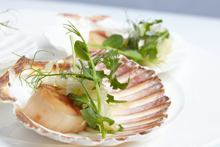 appetizerclose-up: scallops, onion fennel, herbsの写真素材