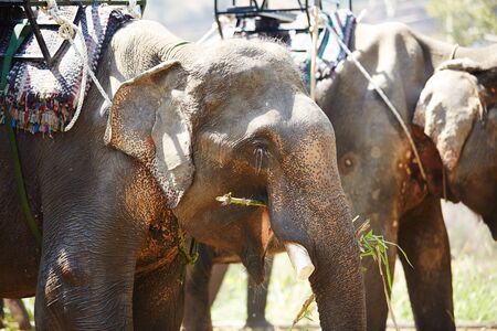 elephants in Vietnamの写真素材