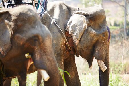 elephants in Vietnam