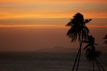 Palm against the sunset over the seaの写真素材