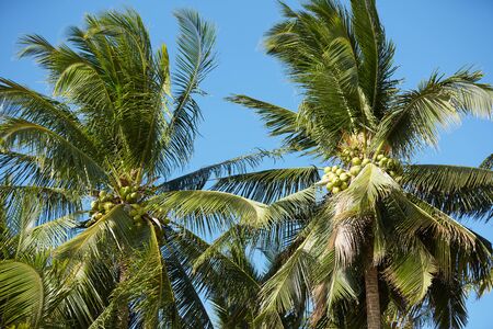 palm trees against a blue sky