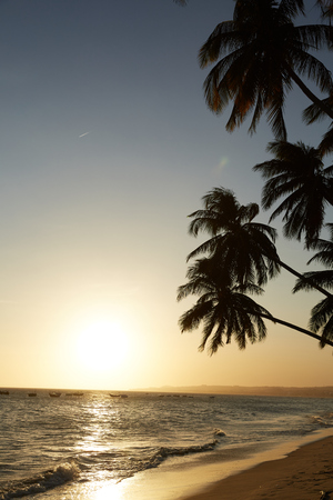 Palm against the sunset over the seaの写真素材