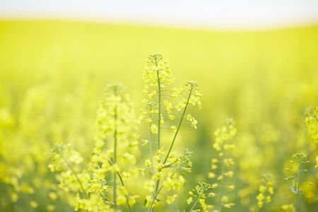 rapeseed field with yellow flowersの写真素材